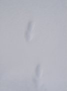 Sunriver Jan 06a 119 